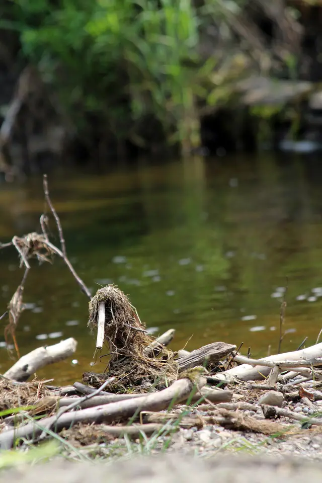 Driftwood on the creek bank